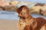 KING CHARLES SPANIEL 094